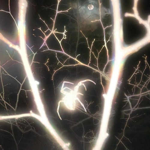 bones
