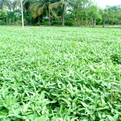 பசுந்தாள் உரம்  பற்றிய தகவல்