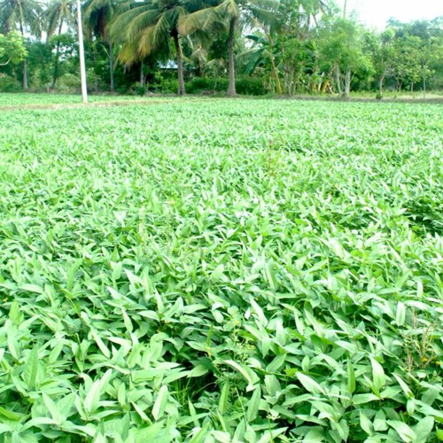 பசுந்தாள் உரம்  பற்றிய தகவல்