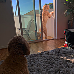 Lil Wayne - Without You ft. Bibi Bourelly (Slowed)