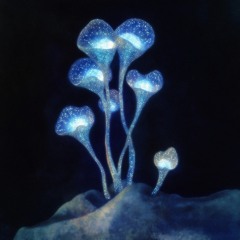 luminescence diary (capsuletrack)