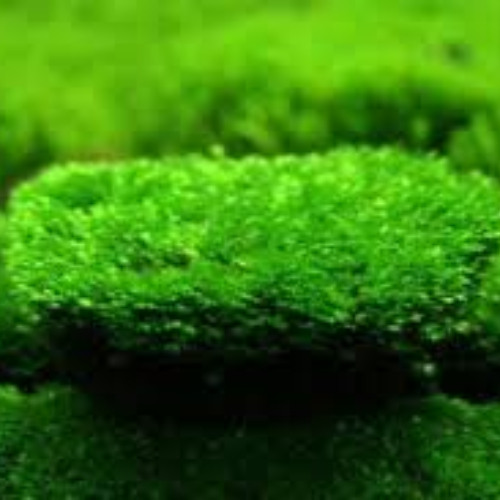 Minimoss after Garbicz - Achilles Moss mix 2025-08-14_14h21m17