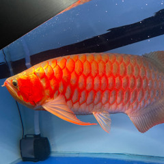 ANAK RANTAU BAGAN KIA