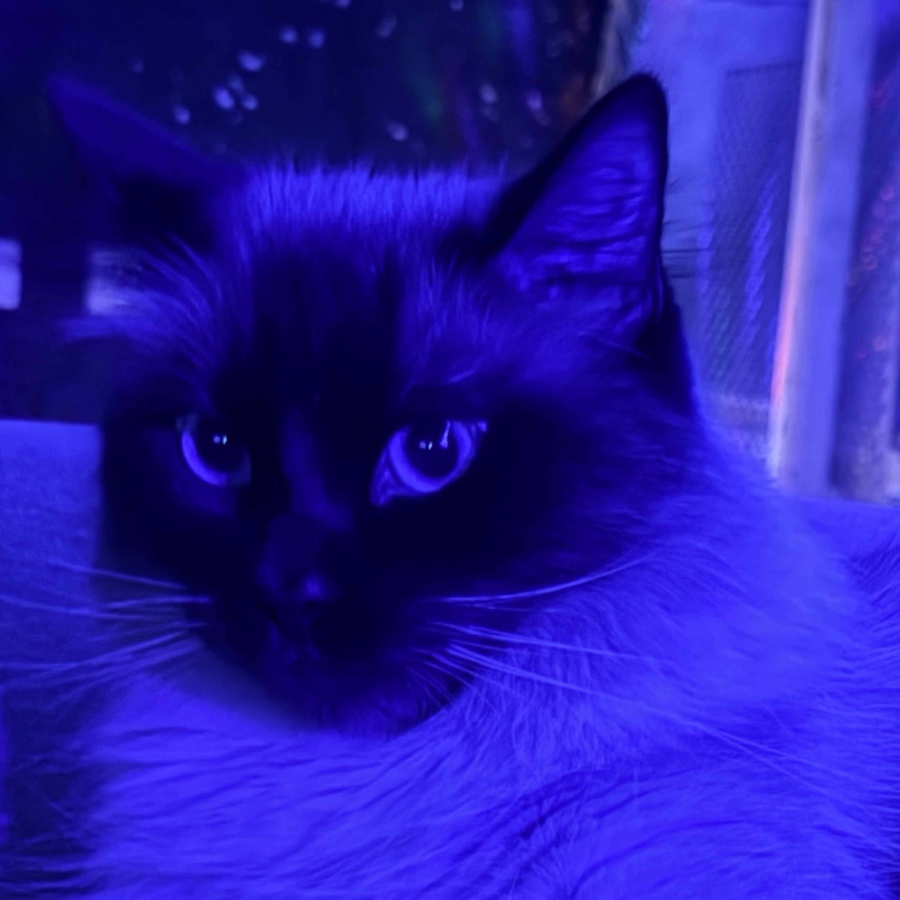 the dark forest of corruption