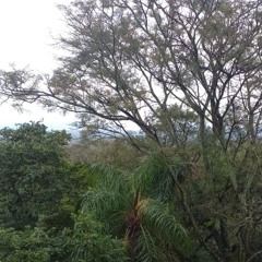 Himno 186-No Le has visto y conocido?🎼🎶🎵🍀