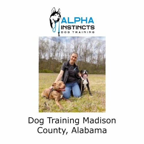 Dog Training Madison County, Alabama
