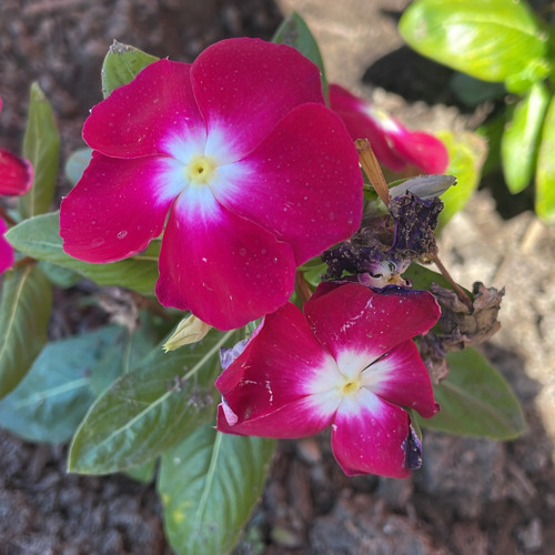 PONO2X ~ JUVENILE KINGPIN