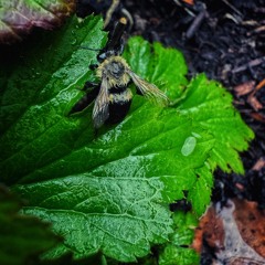 Bumblebee