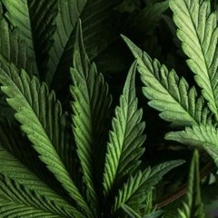 Würdest Du Cannabis verschreiben, wenn Du Arzt wärst?