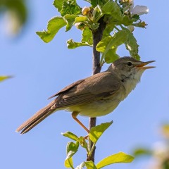 Blyth's Reed Warbler