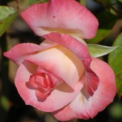 I Believe (When I Fall In Love With You It’ll Be Forever)