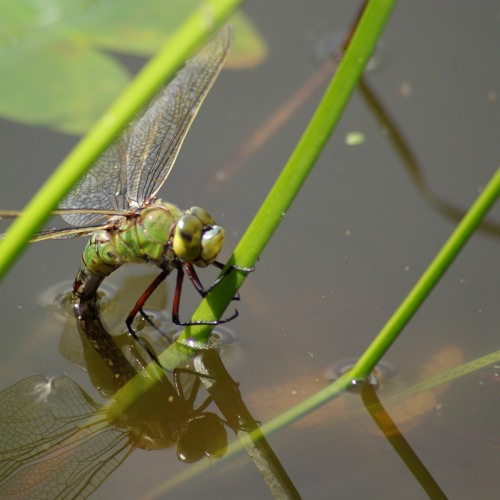 Underwater recording - Listen to the sound of aquatic insects