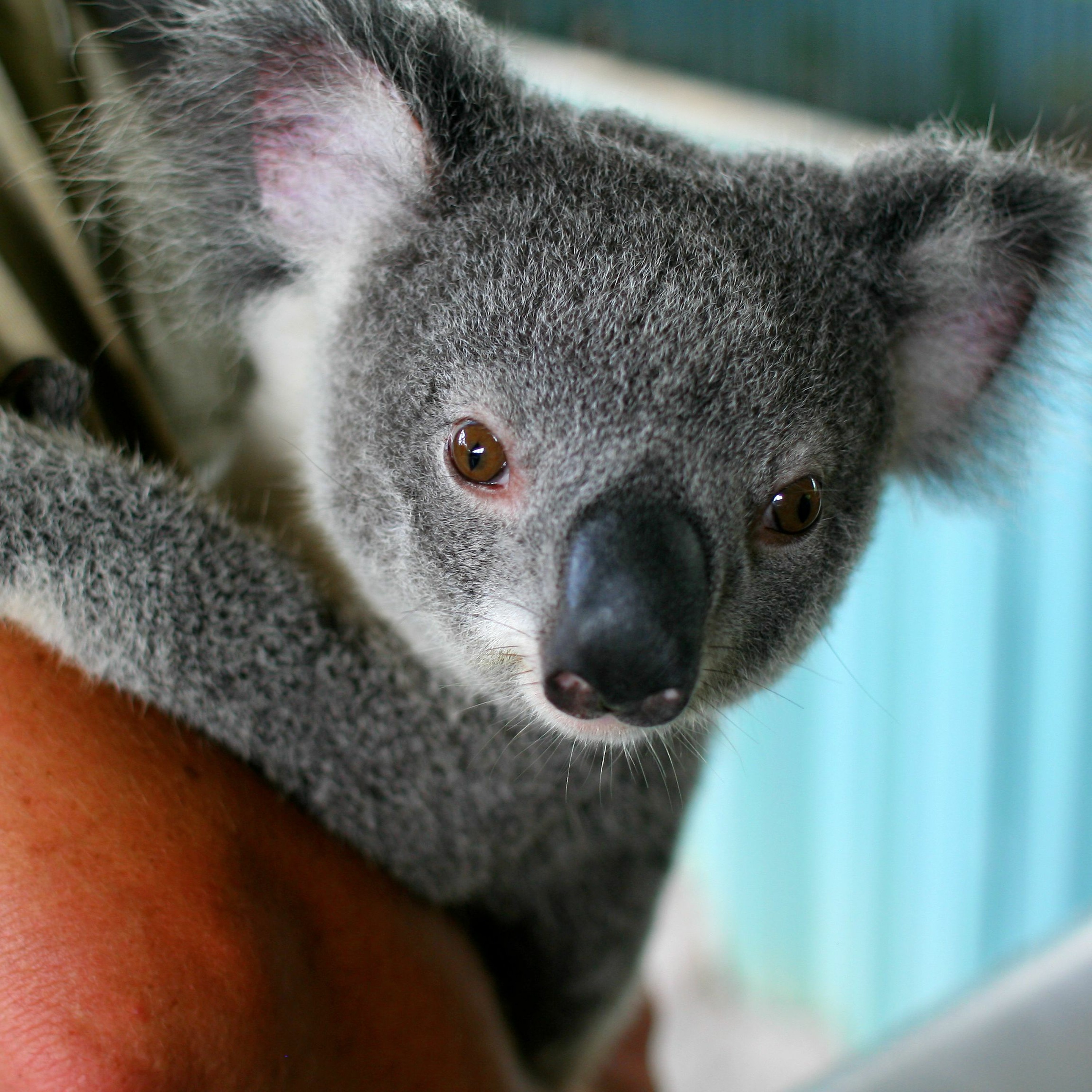 Green Energy Gridlock, Righting Racial Wrongs, Koala: A Natural History and an Uncertain Future episode artwork