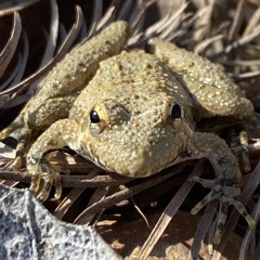 Croaking Toad - demo