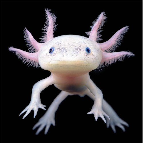 underwater demos