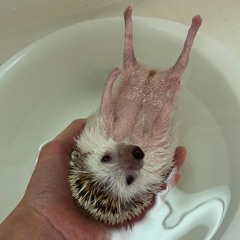 You're Walking Around With A Point To Prove.