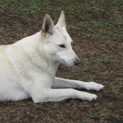 tengo las patas eladas