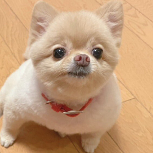 多分、純。