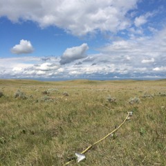 Alberta Grasslands