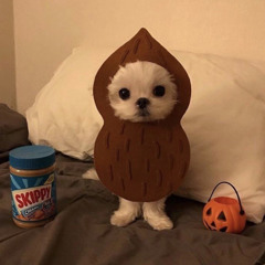 왈왈
