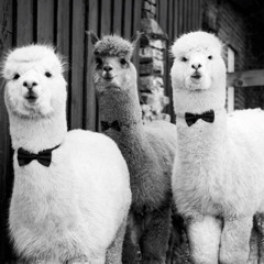 House Party Dance Set - ALPAKA EDITION - CODA