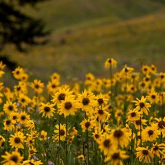 Meadow Of Sunflowers