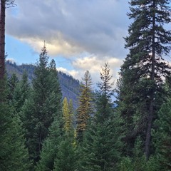 Sunday Morning in the Woods