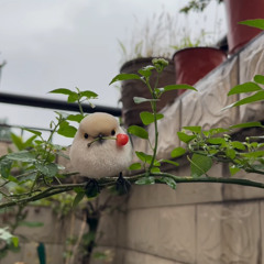 song for the cherry bird    w  katmoji    produced   by orchid