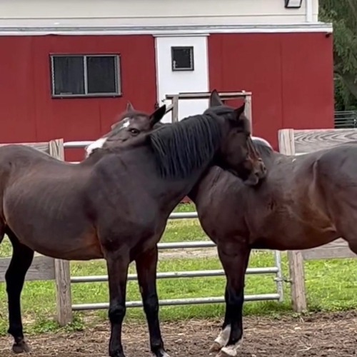 For Tha Horses