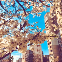 spring time lemonade