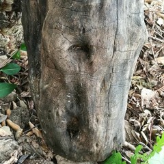 Manux Totem