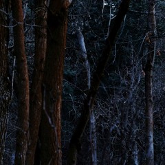 Forest 001