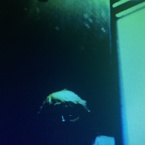 𝙈𝙖𝙡𝙞𝙘𝙚 & 𝙡𝙖𝙘𝙚𝙮