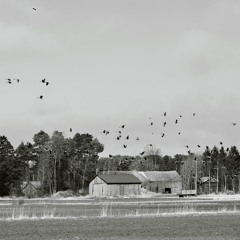 A few Geese - 26/3/2021 - Preiviiki Fields