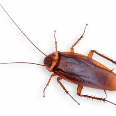 Cockroach.
