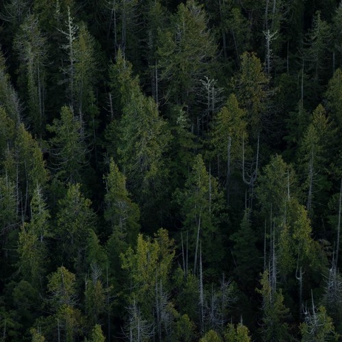 id like to walk around in your mind slowed + reverb