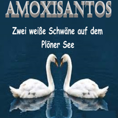 Zwei weiße Schwäne auf dem Plöner See 2025