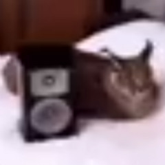 EARRAPE MF