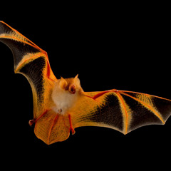 neighbors w/ kurtains & wido (kurtains)