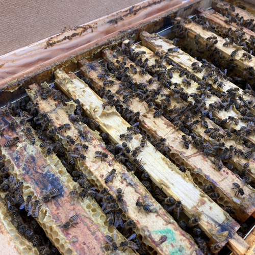 Hof Opening 21-04-2023