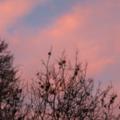 Baby Riot - Lonely Alone (Official Audio)