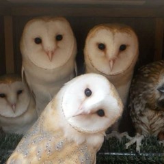 00triz • pour a 4 [jahserum + 093finite exclusive]