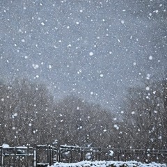 初雪/The first snow of season