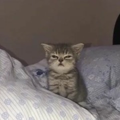 (๑˃̵ᴗ˂̵)