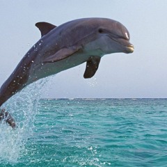 Darleen Dolphins