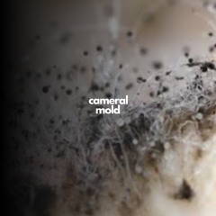 Cameral - Mold