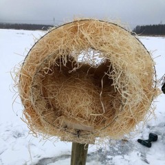 Miten sijoittaa keinotekoinen sorsanpesä?