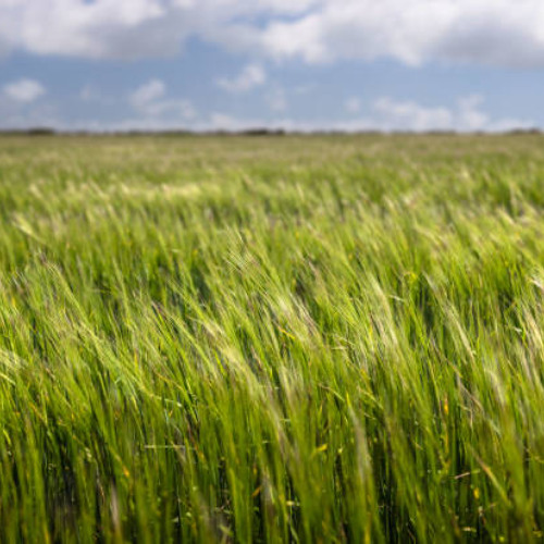 High Grass LDSR 180 2