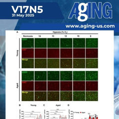 Aging Increases Brain’s Sensitivity to Hypoxia and Blood-Brain Barrier Damage in Mice