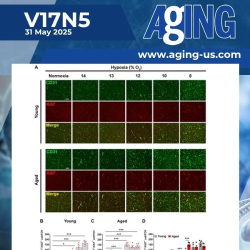 Aging Increases Brain’s Sensitivity to Hypoxia and Blood-Brain Barrier Damage in Mice
